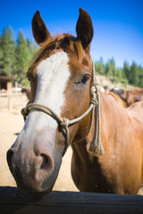 Fototapeta premium horse