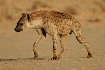 spotted hyena - obrazy, fototapety, plakaty