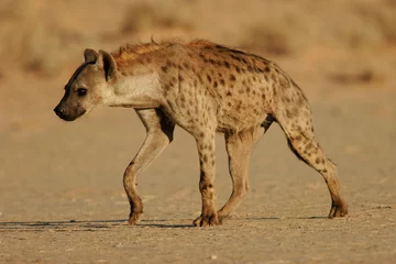 Foto op Plexiglas gevlekte hyena © EcoView