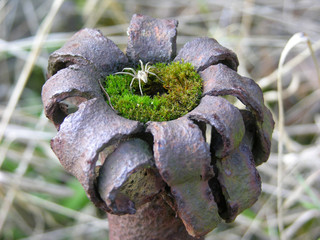 spinne auf moos