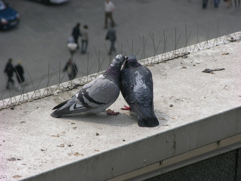 turteltauben