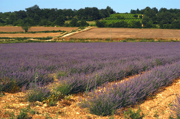 paysage cévennol