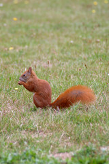 eichhörnchen