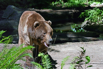 grizzly bear
