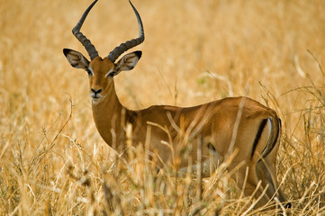 impala