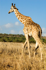 giraffe