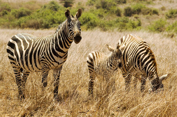 Fototapeta na wymiar zebra family