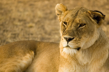 lioness