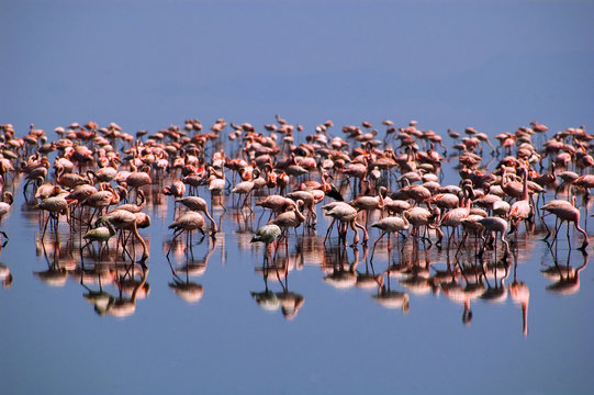 reflection in pink