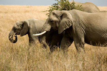 Fototapeta na wymiar elephants