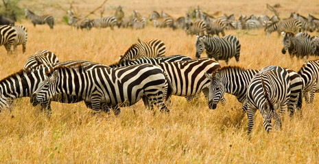 Fototapeta na wymiar Stado zebra w Serengeti