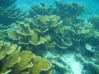 Fototapeta na wymiar Rafa koralowa w Belize