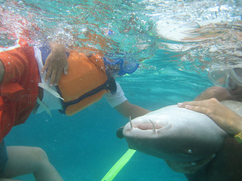 boy touching shark in belize