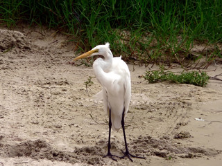bird - white egret 3