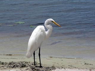 bird - white egret