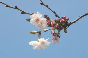 Poster de jardin Fleur de cerisier fleur de cerisier