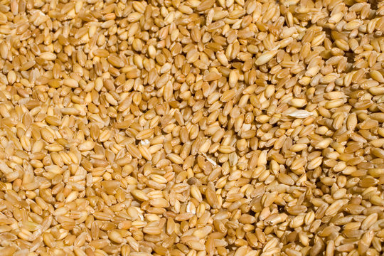 wheat texture