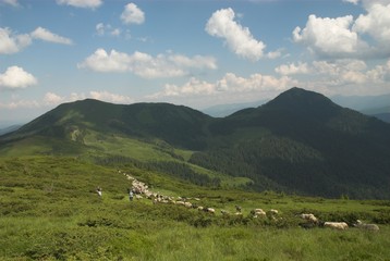 Fototapeta na wymiar owiec w górach