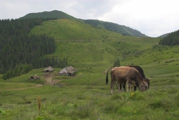 pasture and farm in mountains
