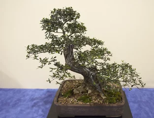 Rideaux tamisants Bonsaï bonsai