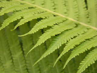 fern details