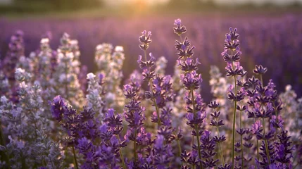 Crédence de cuisine en plexiglas Lavande lavender at sunset