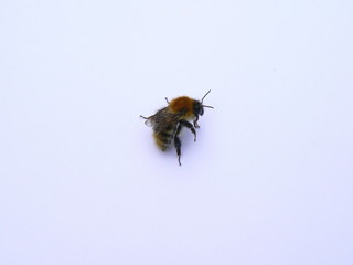 bumble bee