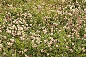 Fototapeta premium wildflower meadow