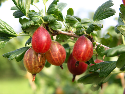 stachelbeeren