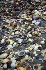 shells on ventry beach 2