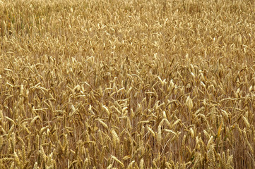 champ de blé