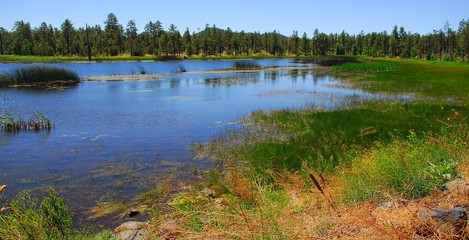 forest lake 4