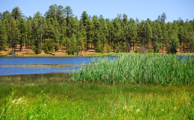 forest lake 5