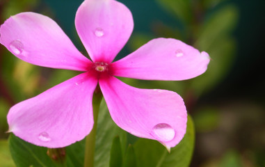 flower