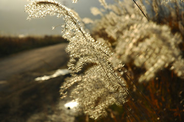 feather grass