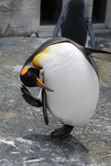 bowed penguin