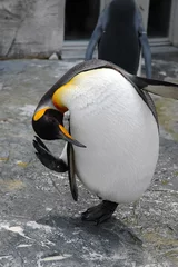 Foto op Plexiglas bowed penguin © japonka