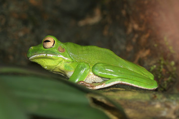 frosch  - riesenlaubfrosch