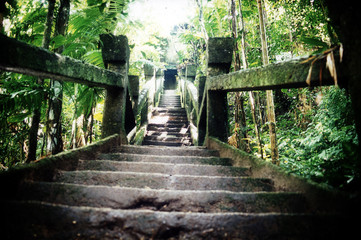 rainforest steps