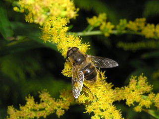 biene auf goldrute