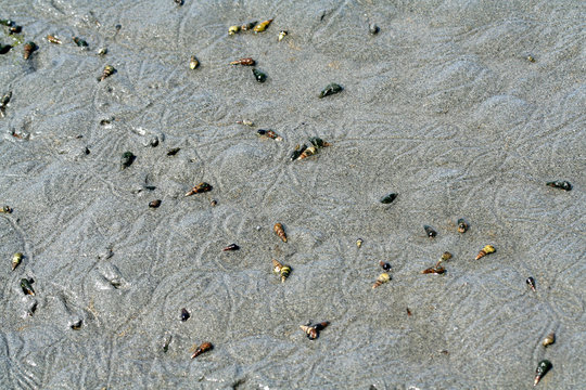seashore tideland and snails