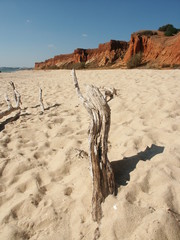 Fototapeta na wymiar Driftwood na plaży w Algarve