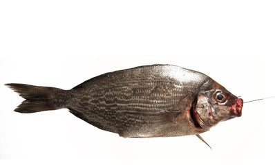 gros poisson - great business