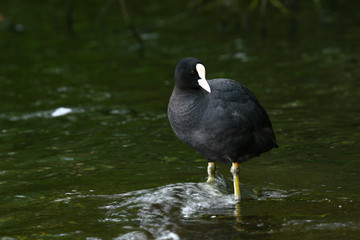 bläßhuhn