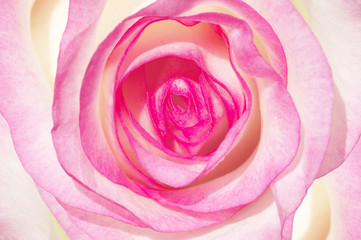 Fototapeta na wymiar rosenblüte