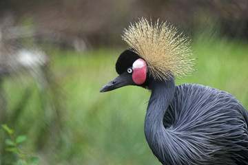 Obraz premium stalking crane