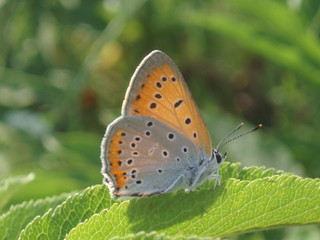 Fototapeta na wymiar butterfly