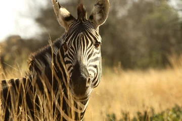 Möbelaufkleber zebra profile © Mark Atkins