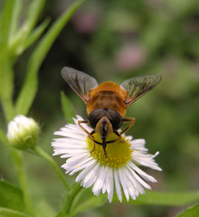 working bee