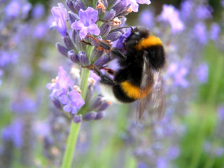 bee harvesting lavender pollen